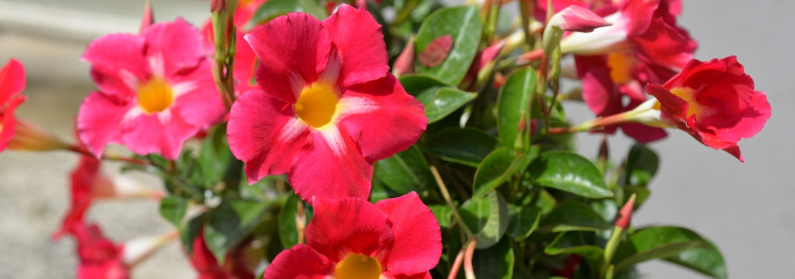 Mandevilla Pink Star Banner Image.jpeg